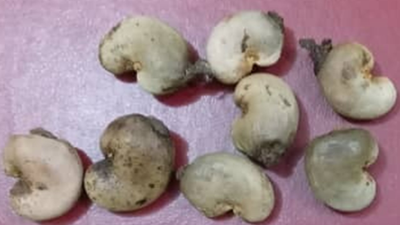 Dry Less than 10% Moisture